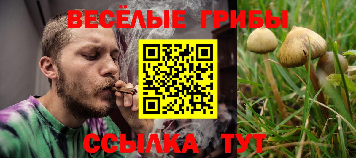 Междуреченск  Галлюциногенные грибы Psilocybe  Вход с VPN 